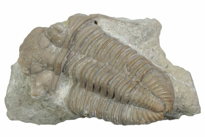 Bargain, Fossil Prochasmops Praecurrens Trilobite - Russia #363120